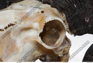 mouflon skull 0045